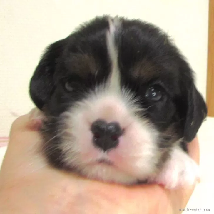 ID：2508-02186の子犬