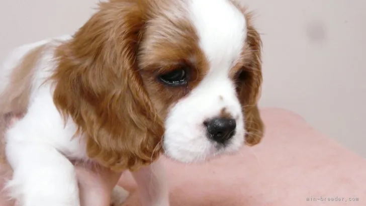 はるはな8687 様のお迎えした子犬