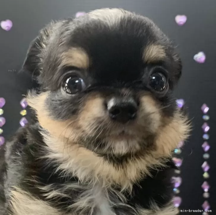 よっしー 様のお迎えした子犬