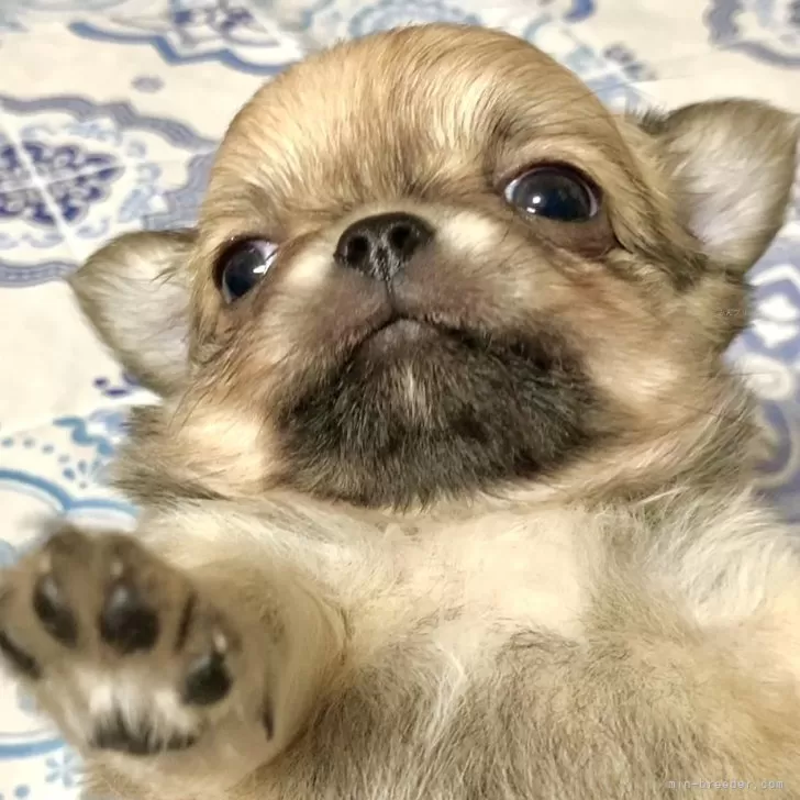 ID：2501-03177の子犬