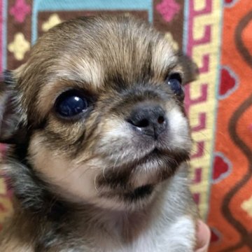 チワワ(ロング)【大阪府・女の子・2025年9月26日・フォーン】の写真「大きなお目々のカワイコちゃん」