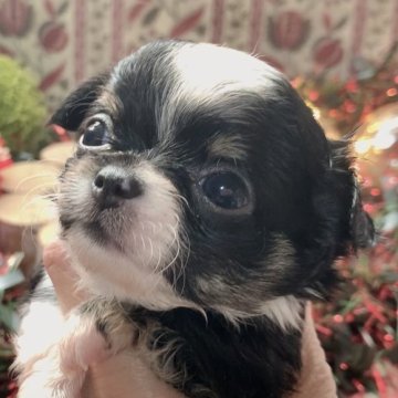 チワワ(ロング)【大阪府・女の子・2025年10月13日・ブラックホワイト&タン】の写真「可愛い小振りなお姫様」