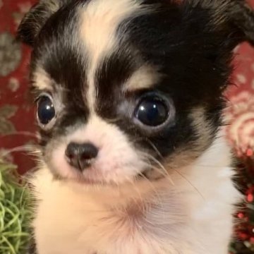 チワワ(ロング)【大阪府・女の子・2025年10月12日・パーティ】の写真「白い毛はずっと純白！」