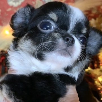 チワワ(ロング)【大阪府・女の子・2025年10月13日・ブラックホワイト&タン】の写真「可愛い小振りなお姫様」