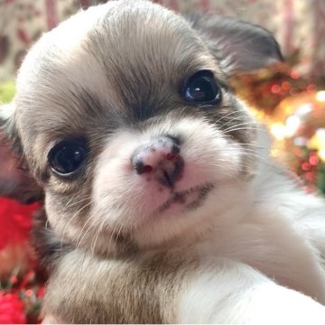 チワワ(ロング)【大阪府・女の子・2025年10月12日・フォーン&ホワイト】の写真「優しいカラーの元気な子です」