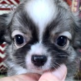 チワワ(ロング)