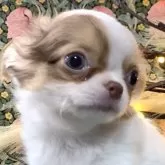 チワワ(ロング)