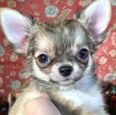 チワワ(ロング)