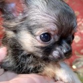 チワワ(ロング)