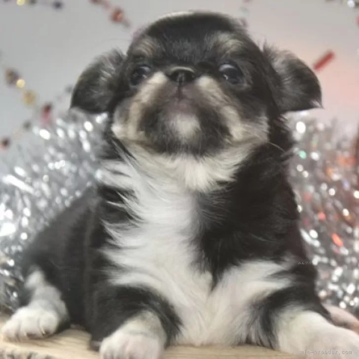 ID：2312-00893の子犬