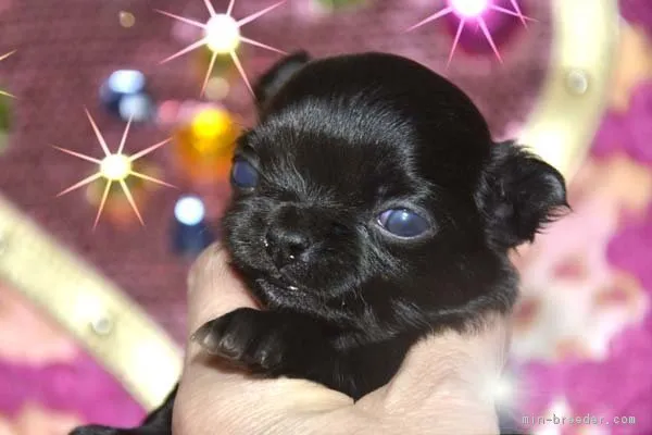 ID:1901-02309の子犬