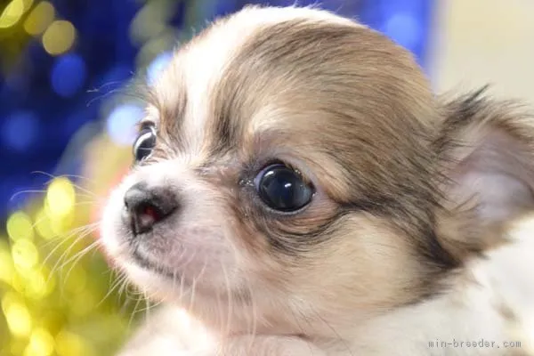ID:1809-00120の子犬