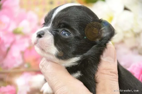 ID：1603-00728の子犬