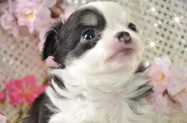 ID：1702-01647の子犬