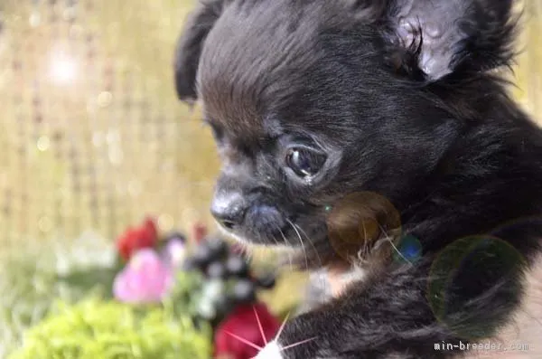 ID:1706-02316の子犬