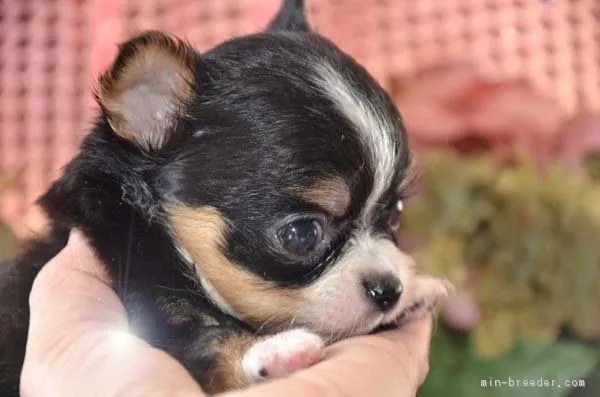 ID:1701-01406の子犬