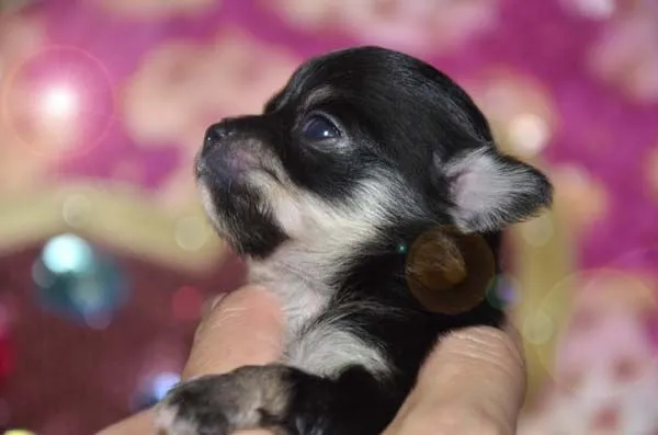ID：1409-00510の子犬