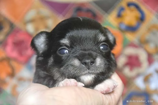 ID:2005-03422の子犬