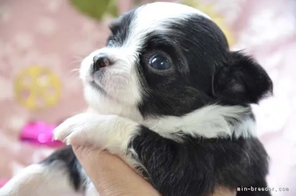 ID:1807-01464の子犬
