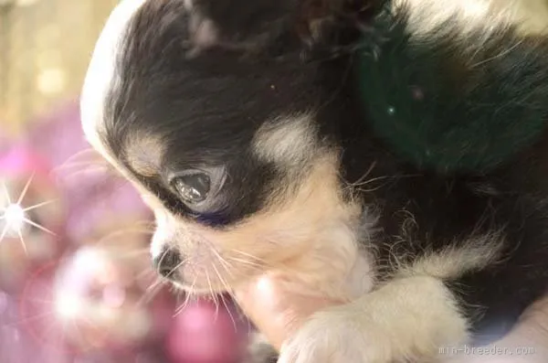 ID：1510-00652の子犬