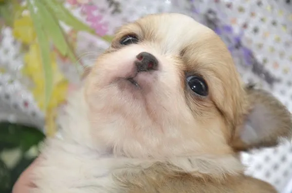 くぅちゃん 様のお迎えした子犬