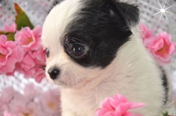 チワワ(ロング)【大阪府・男の子・2014年12月30日・パーティ】の写真「個性的な模様の健康優良児の男の子。」