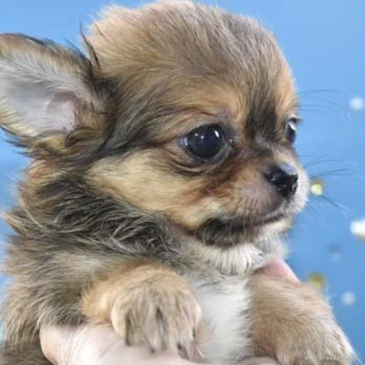 ID：2211-03941の子犬