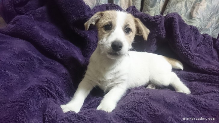 なおやん 様のお迎えした子犬