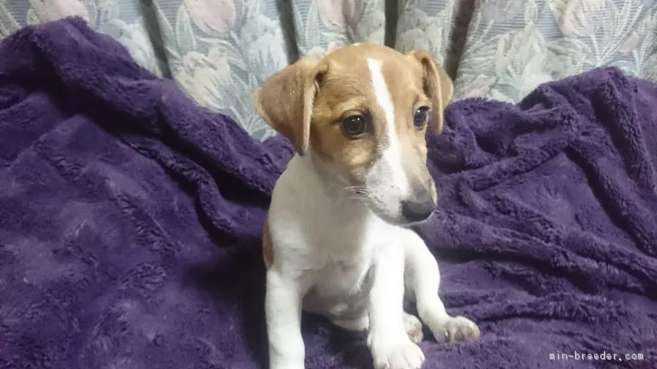 なおやん 様のお迎えした子犬