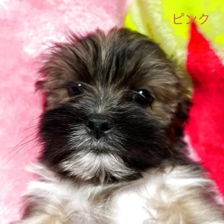 ID：2511-04594の子犬