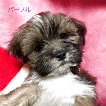 ラサアプソ【京都府・女の子・2025年9月12日・茶色】の写真「姉妹の中では怖がりさんです。」