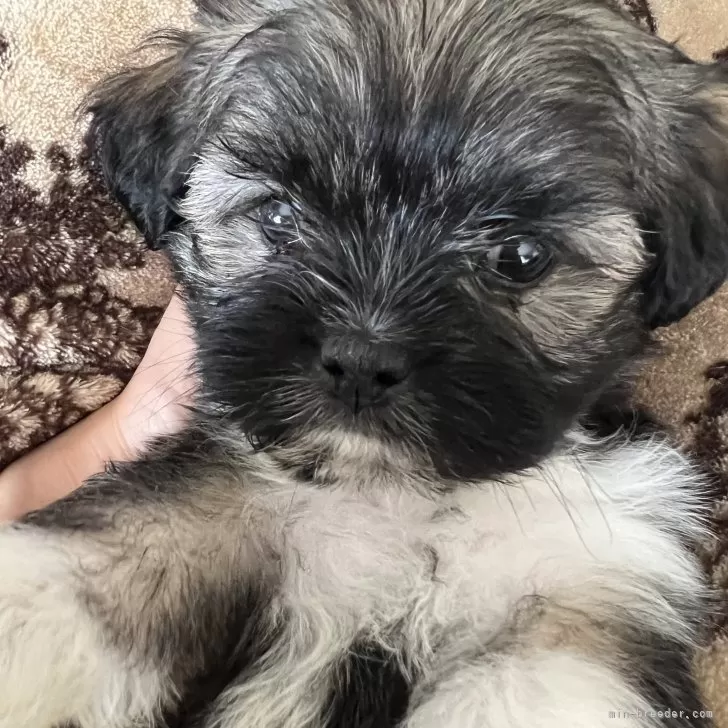 ID:2408-07407の子犬