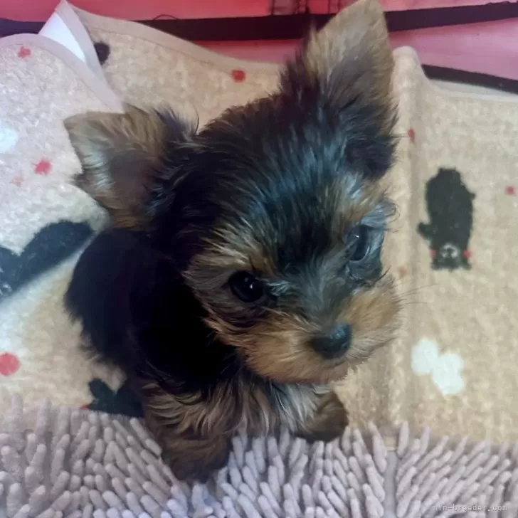 ID：2411-01959の子犬