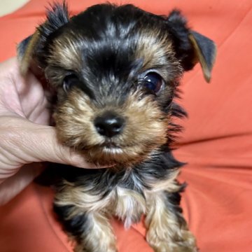 ヨークシャーテリア【福岡県・女の子・2024年12月11日・スチールブルーアンドタン】の写真「小ぶりの可愛い女の子(⁎⁍̴̛ᴗ⁍̴̛⁎)」