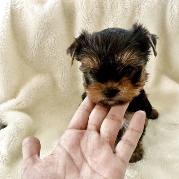 ヨークシャーテリア【福岡県・女の子・2025年4月18日・スチールブルーアンドタン】の写真「可愛い小ぶりの女の子(⁎⁍̴̛ᴗ⁍̴̛⁎)」