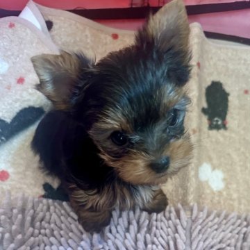 ヨークシャーテリア【福岡県・女の子・2024年9月15日・スチールブルーアンドタン】の写真「とっても可愛い小さい女の子(⁎⁍̴̛ᴗ⁍̴̛⁎)」