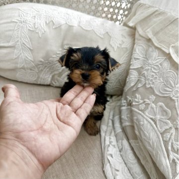 ヨークシャーテリア【福岡県・男の子・2025年7月3日・スチールブルーアンドタン】の写真「可愛い男の子です*⸜(* ॑꒳ ॑* )」