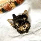 ヨークシャーテリア【福岡県・男の子・2025年9月9日・スチールブルーアンドタン】の写真4