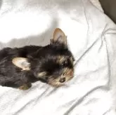 ヨークシャーテリア【福岡県・男の子・2025年9月9日・スチールブルーアンドタン】の写真5「どんどん可愛いくなりますね〜♡」