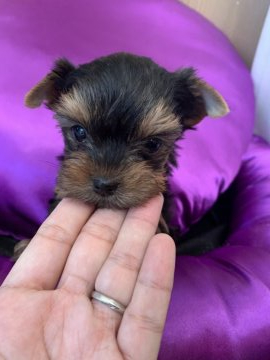 ヨークシャーテリア【福岡県・女の子・2019年10月1日・スチールブルー&タン】の写真「とっても可愛い小さい女の子♪」