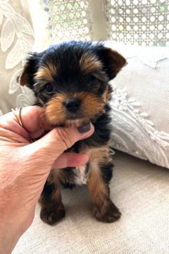 ヨークシャーテリア【福岡県・女の子・2020年6月3日・スチールブルー&タン】の写真「可愛い女の子」