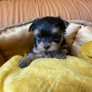 ヨークシャーテリア【福岡県・女の子・2023年12月9日・スチールブルーアンドタン】の写真「可愛い女の子(⁎⁍̴̛ᴗ⁍̴̛⁎)」