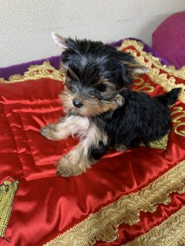 ヨークシャーテリア【福岡県・女の子・2019年8月2日・スチールブルー&タン】の写真「小さめの可愛い女の子♡♡」