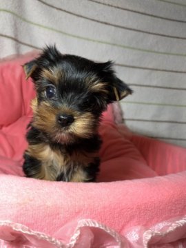 ヨークシャーテリア【福岡県・女の子・2020年6月12日・スチールブルー&タン】の写真「可愛い女の子」