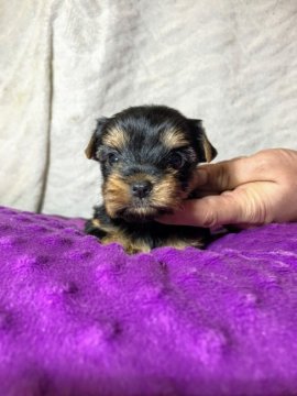 ヨークシャーテリア【福岡県・女の子・2020年10月15日・スチールブルー&タン】の写真「可愛い女の子」