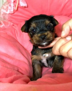 ヨークシャーテリア【福岡県・女の子・2020年6月11日・スチールブルー&タン】の写真「可愛い女の子」