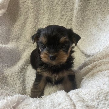 ヨークシャーテリア【福岡県・女の子・2024年4月23日・スチールブルーアンドタン】の写真「可愛い女の子ですか(🎀•͈ᴗ•͈)ꕤ」