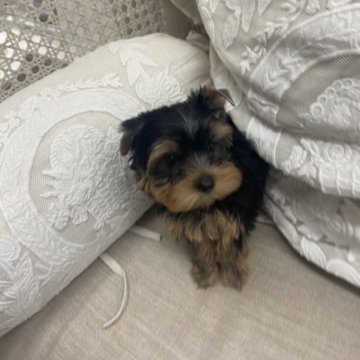 ヨークシャーテリア【福岡県・女の子・2023年6月9日・スチールブルーアンドタン】の写真「美人な女の子(  ˶ˊᵕˋ)੭♡」