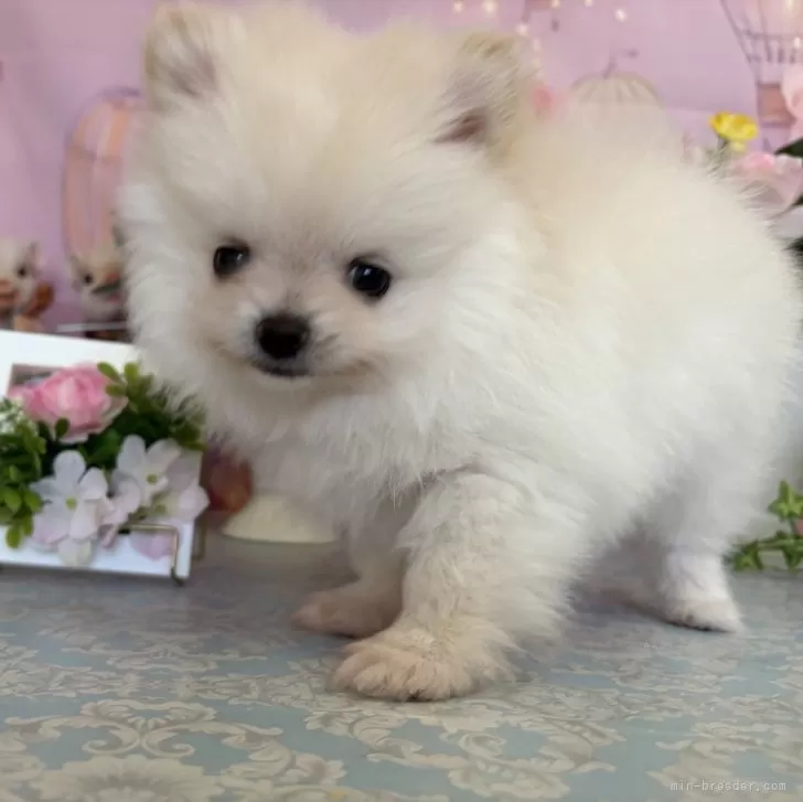 ID：2504-06621の子犬