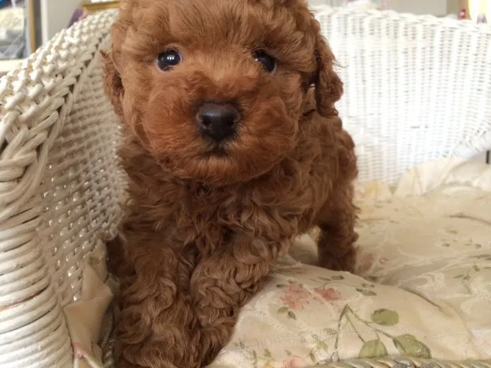 ID：1505-00593の子犬